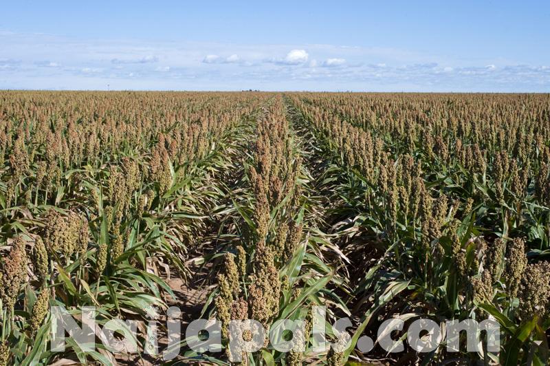 Sorghum production, Nigeria