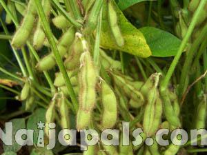 Soybean Production, Nigeria