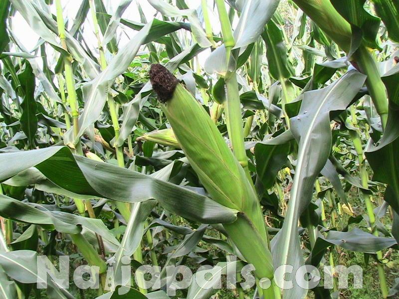 Maize/Corn production, Nigeria