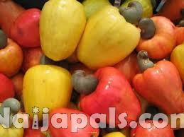 Cashew/ Cashew nut production, Nigeria
