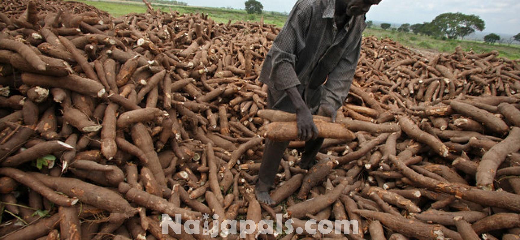 Cassava production, Nigeria