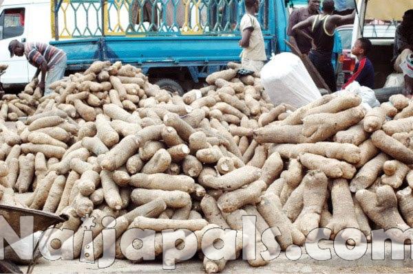 Yam Production, Nigeria