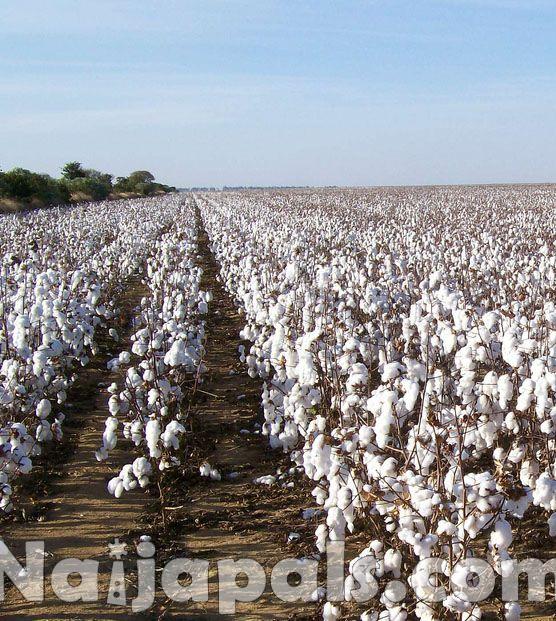 Cotton Production, Nigeria
