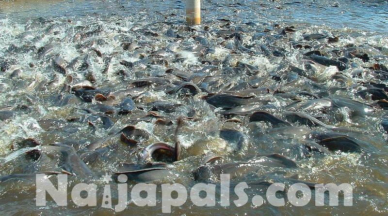 Seafood Production, Nigeria