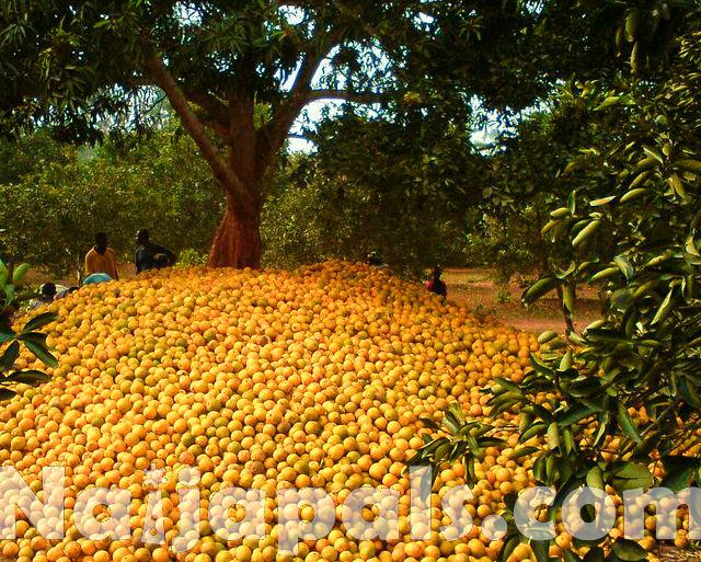 Citrus Production, Nigeria