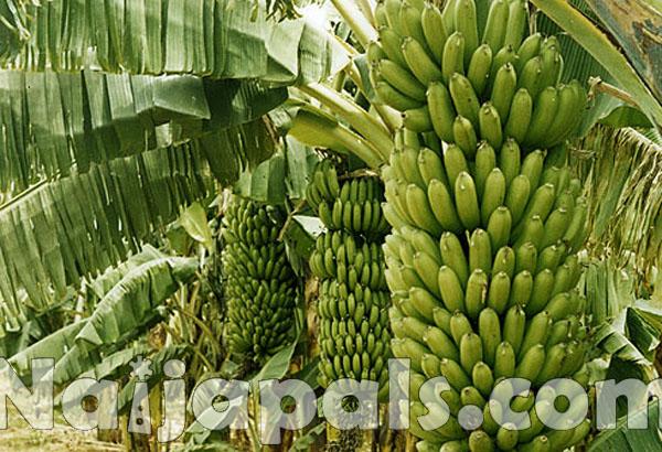 Banana and Plantain Production, Nigeria