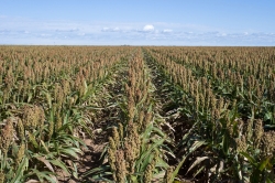 Sorghum production, Nigeria