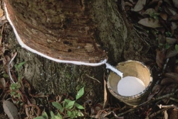 Rubber production, Nigeria