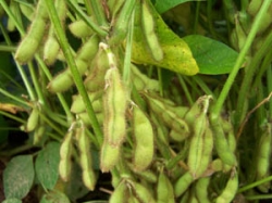 Soybean Production, Nigeria