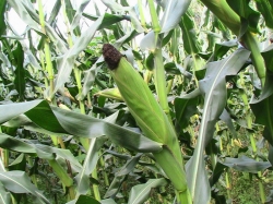 Maize/Corn production, Nigeria