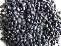 Beans/Cowpea/Pulses production, Nigeria