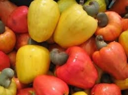 Cashew/ Cashew nut production, Nigeria