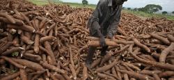 Cassava production, Nigeria