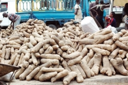 Yam Production, Nigeria