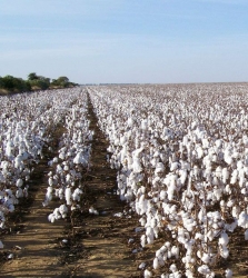 Cotton Production, Nigeria