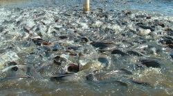 Seafood Production, Nigeria