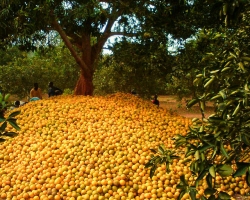 Citrus Production, Nigeria